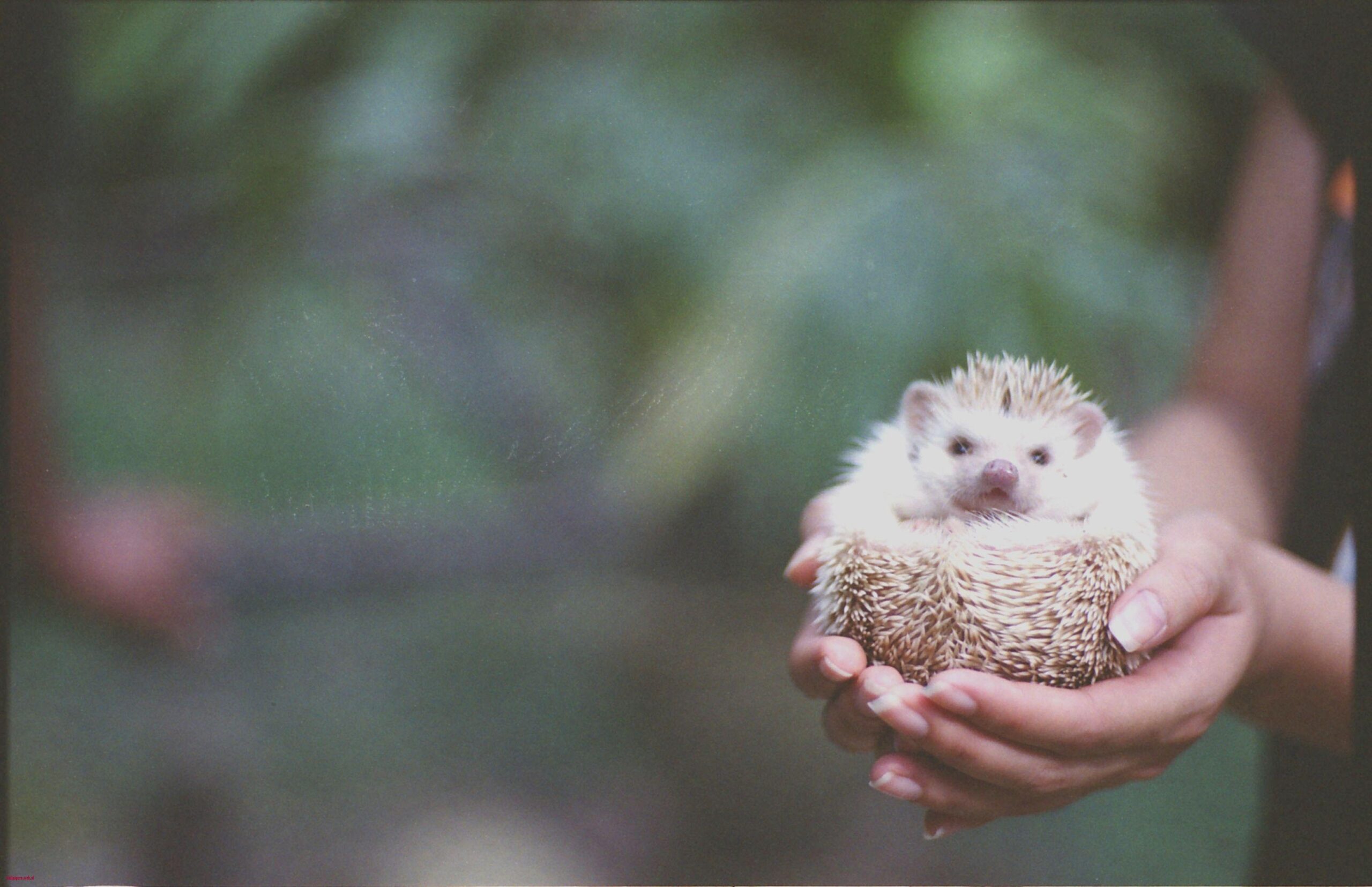 Hedgehog Wallpapers How to Keep African Pygmy Hedgehogs as Pets