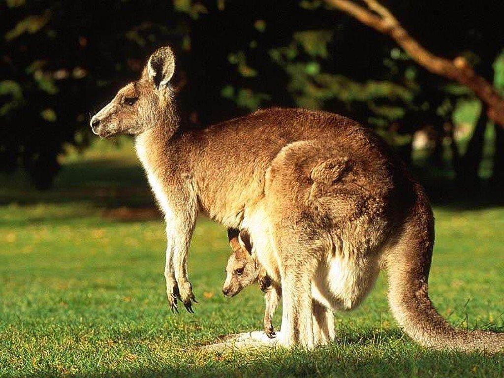 Free Kangaroo Wallpapers download