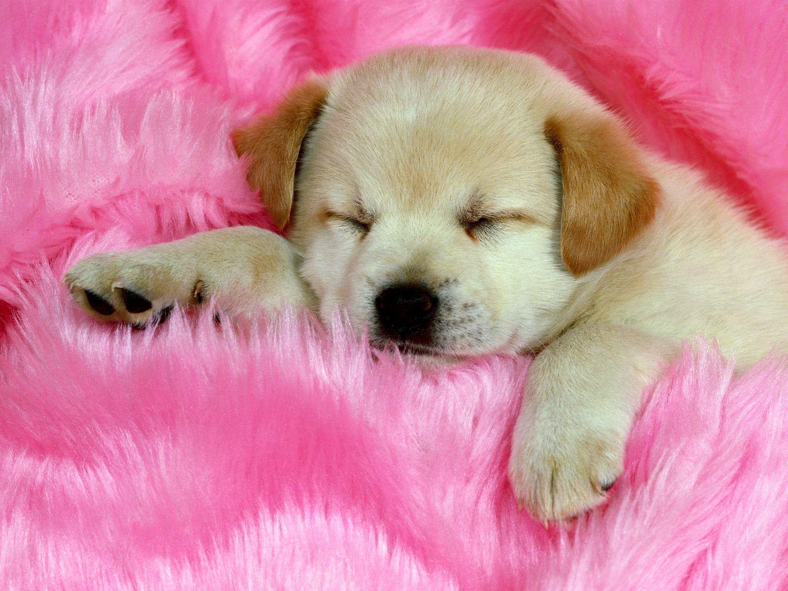 Cute Puppy Wallpapers