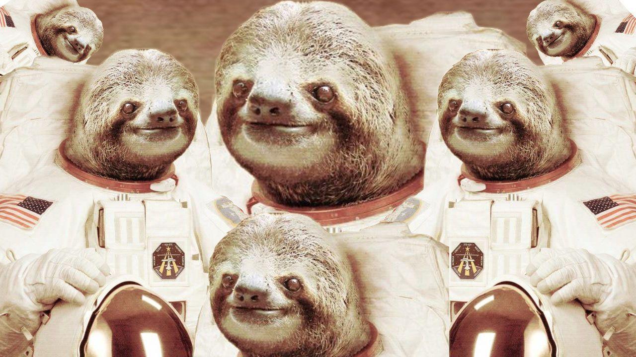 Animals For > Sloth In Space Wallpapers