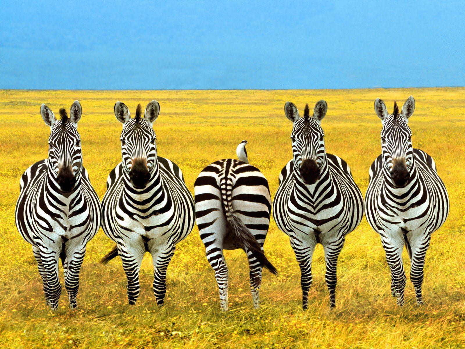 Zebra Desktop Wallpapers