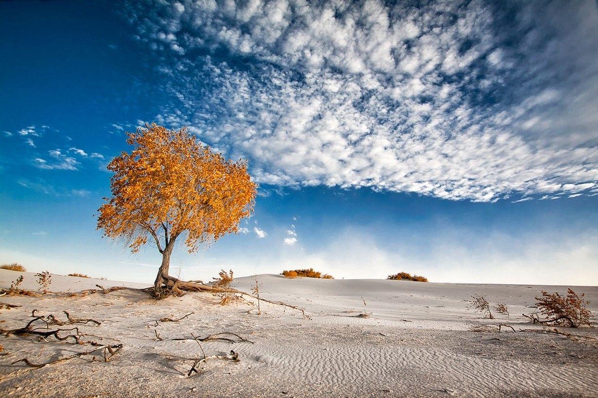 nature photography landscape dune sand trees clouds shrubs white