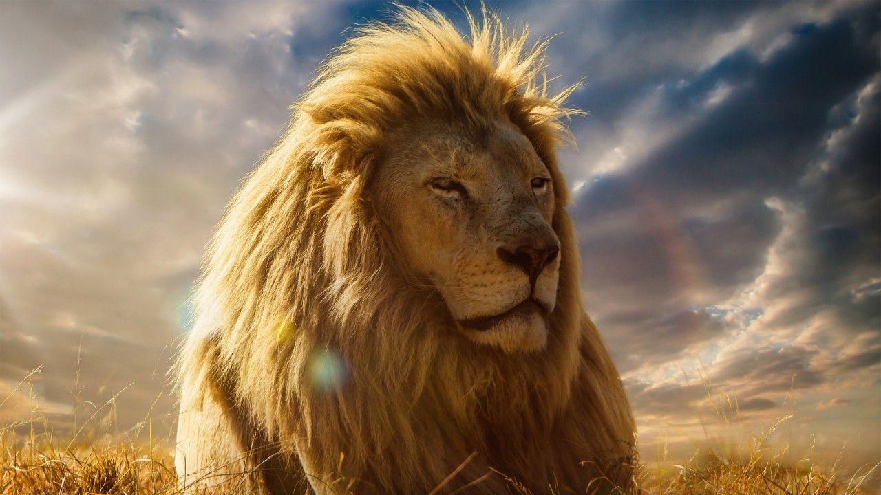 Wallpapers Lion King, 4K, Movies,