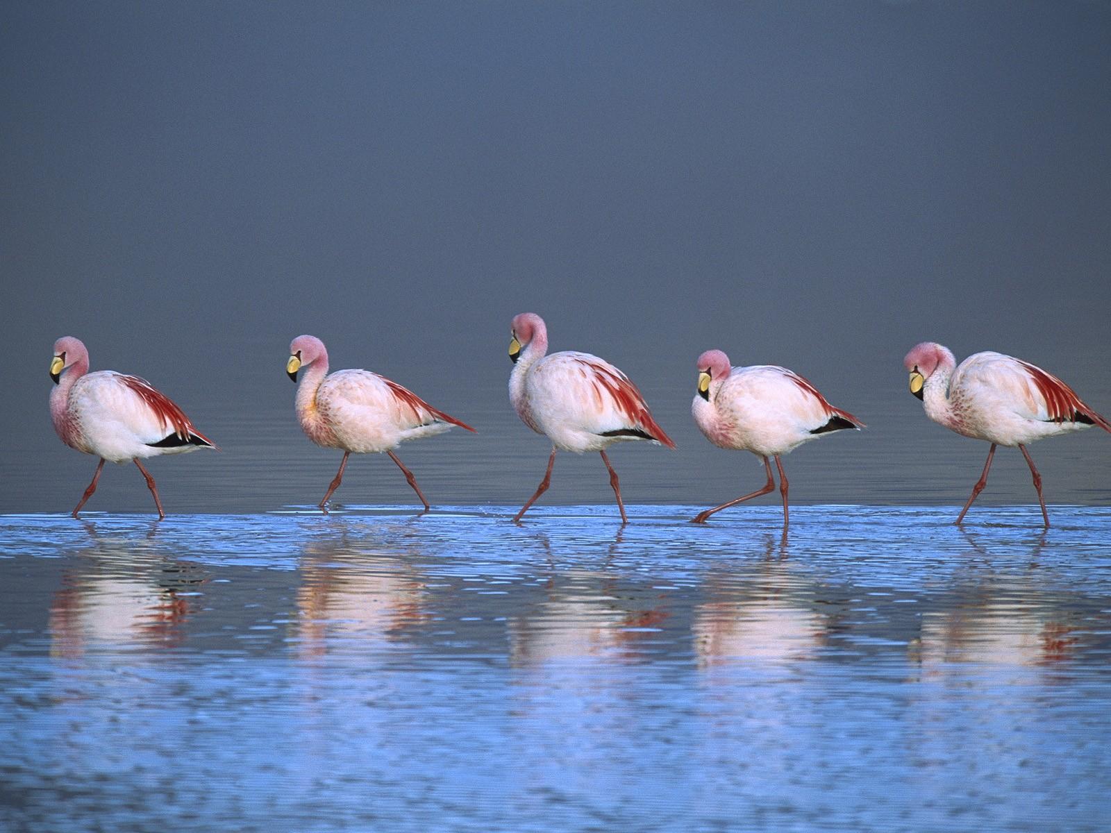 Puna Flamingoes Laguna Colorada Bolivia