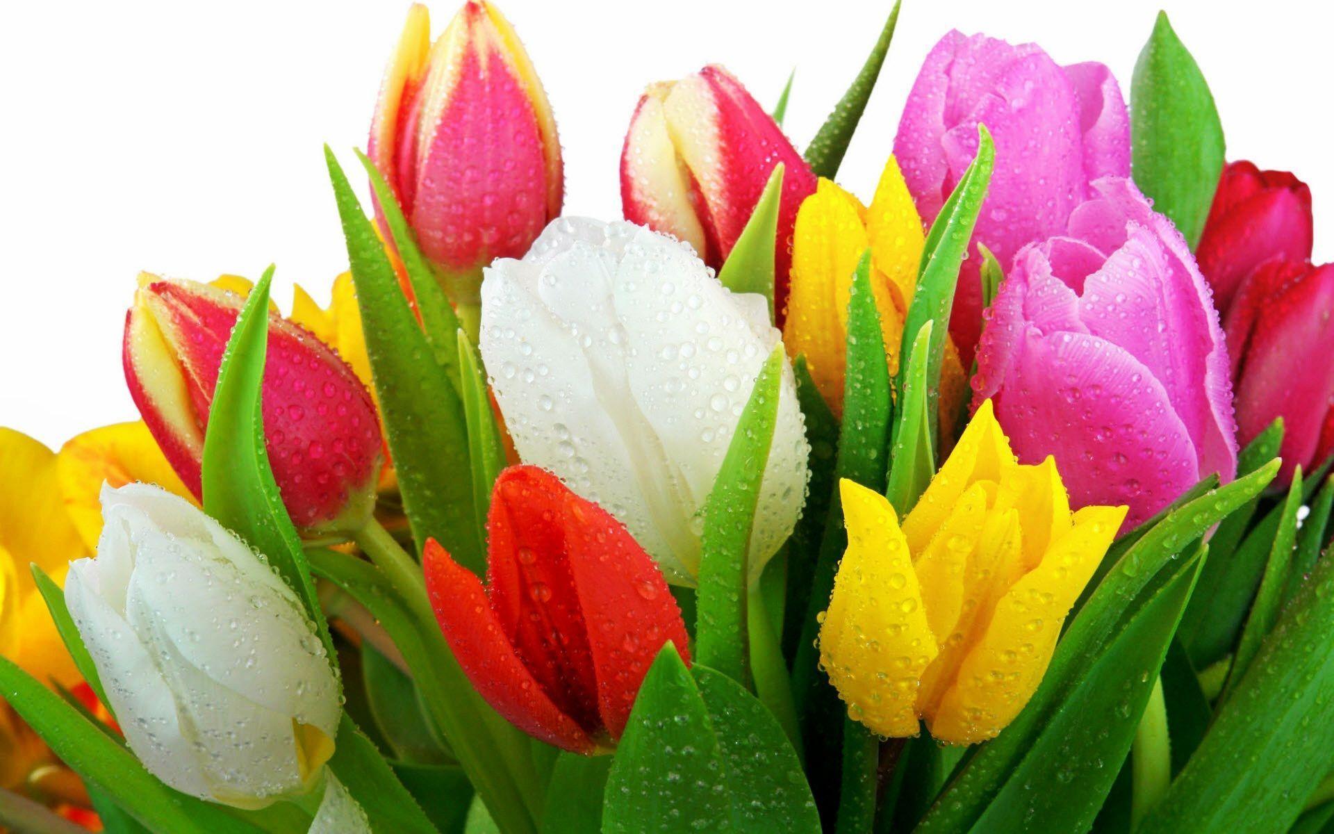 Fresh Tulips Wallpapers