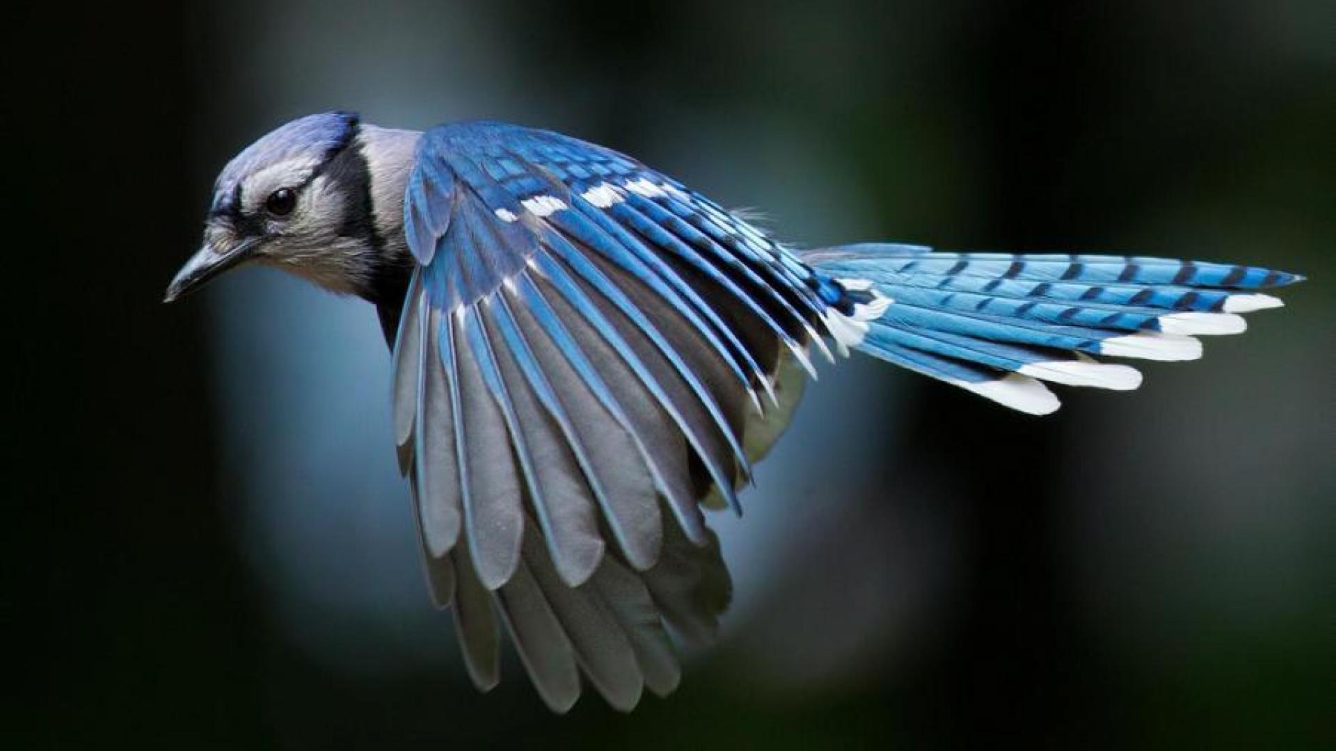 Image For > Blue Jay Bird Wallpapers