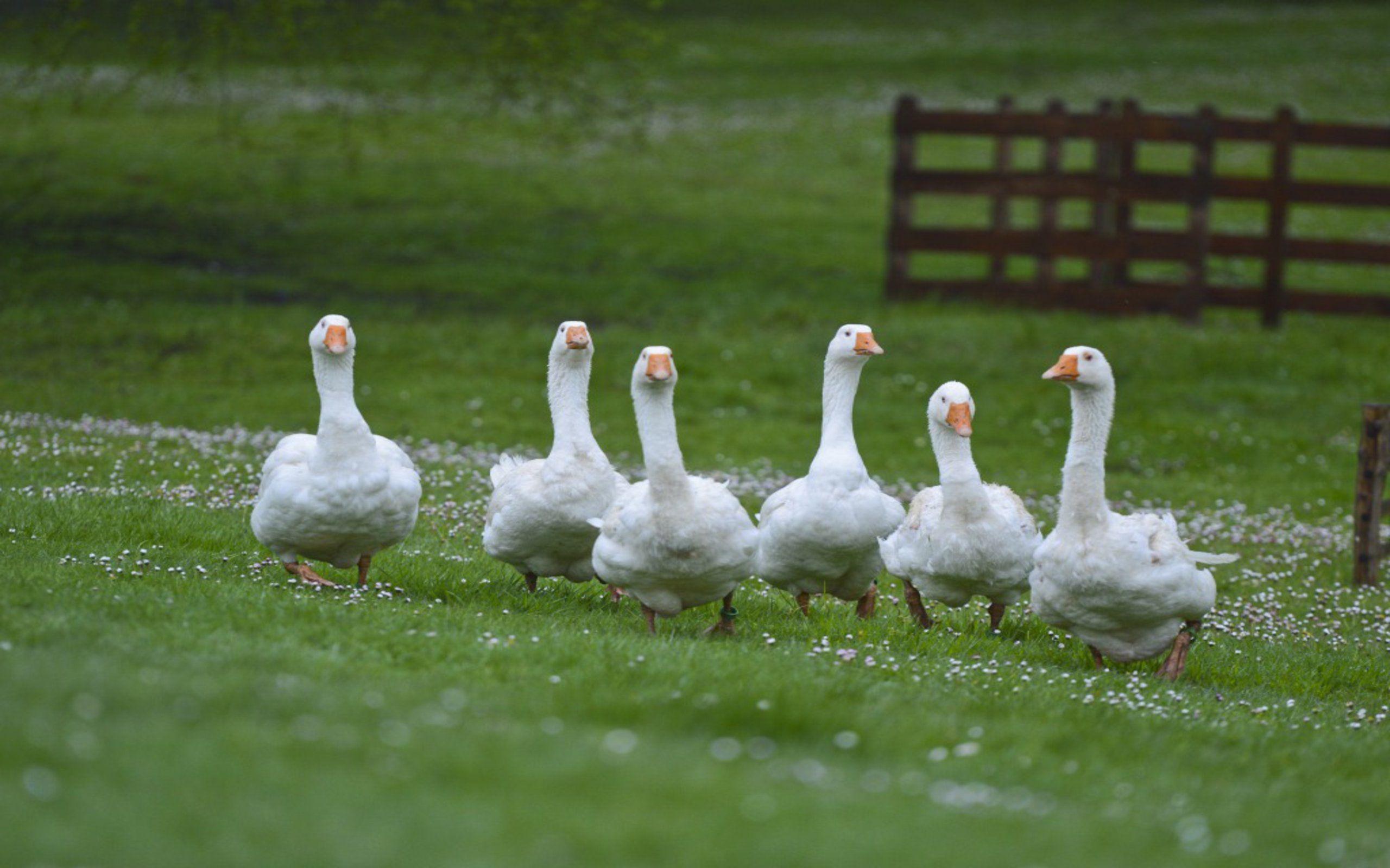 Angry Goose