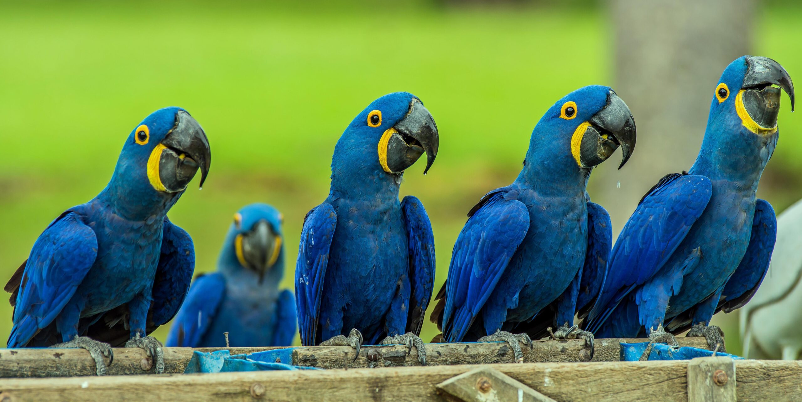 Hyacinth Macaw HD Wallpapers free