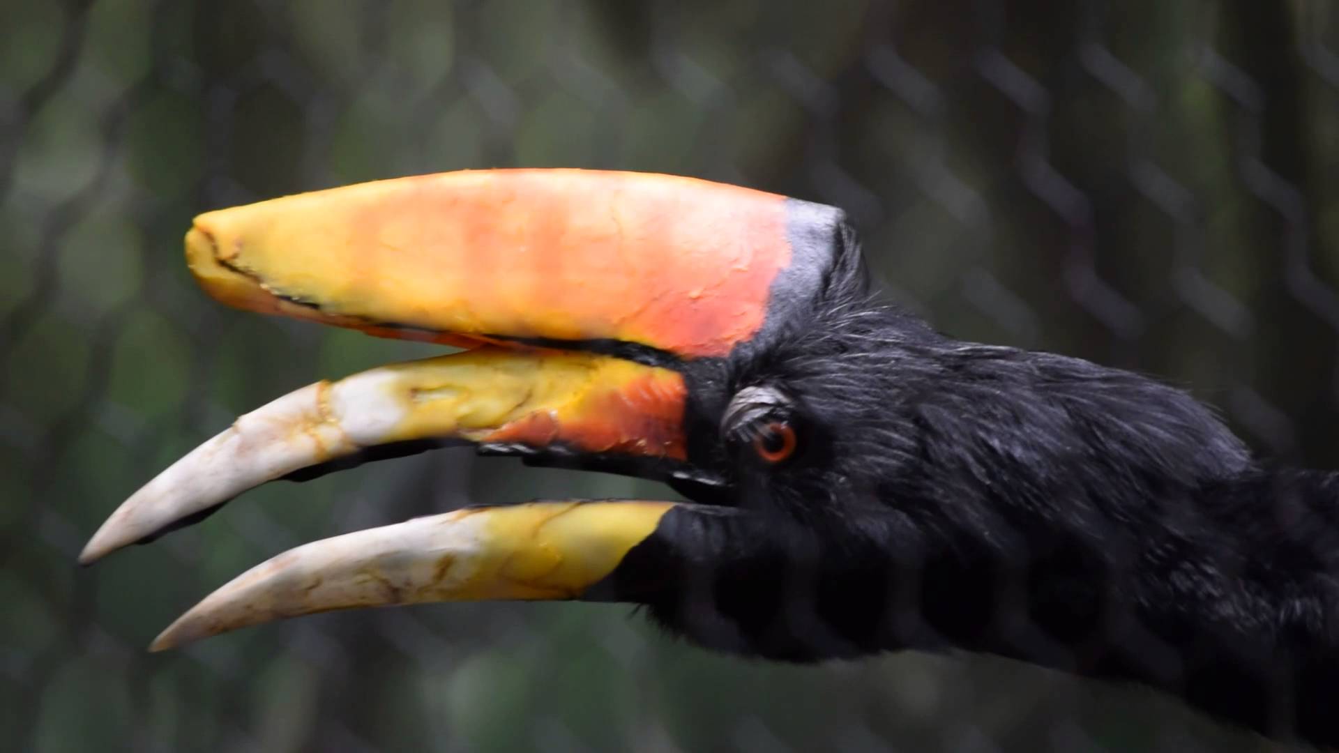 Rhinoceros hornbill at the Cincinnati Zoo