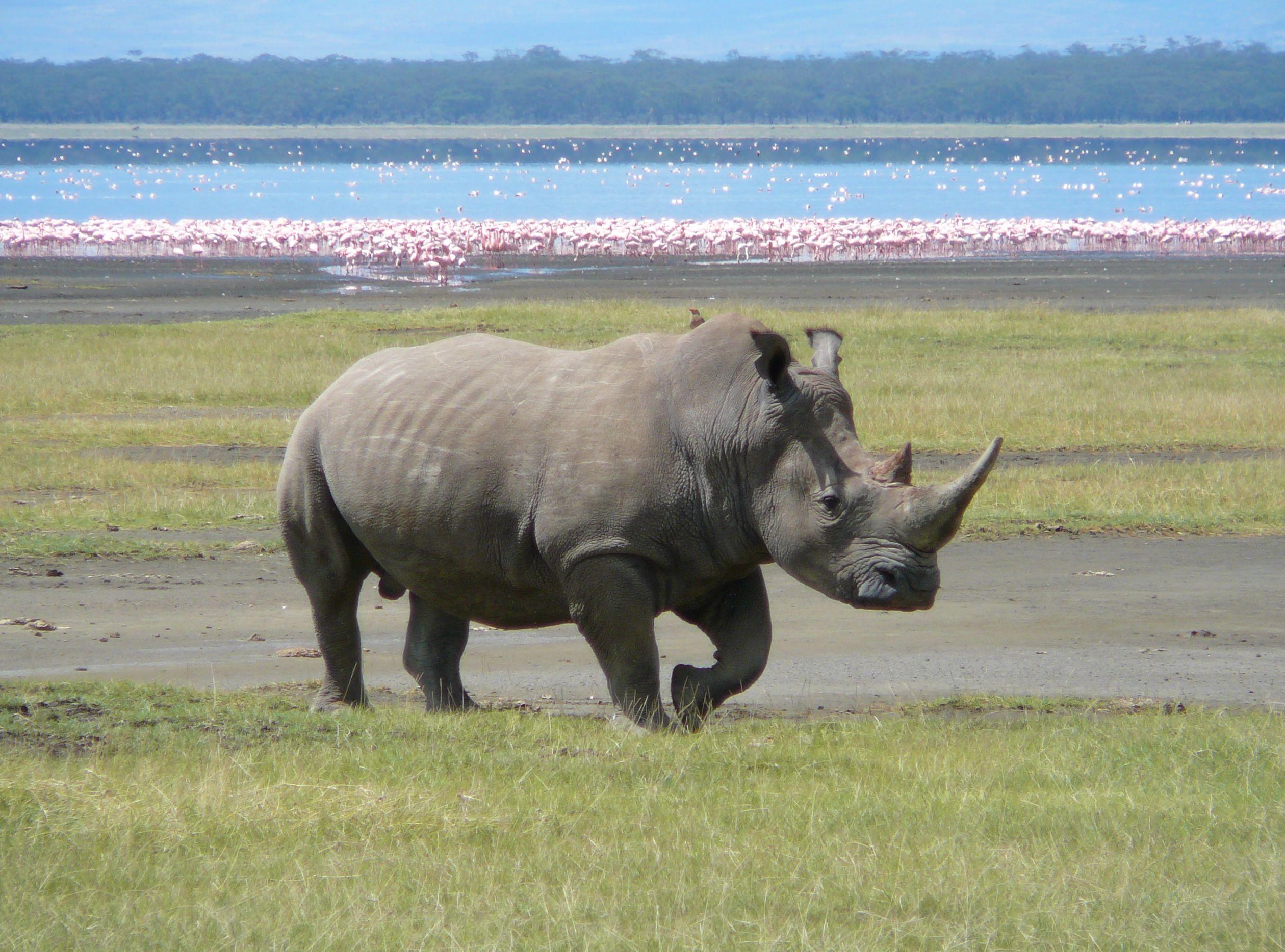 File:White Rhino in Lake Nakuru 3