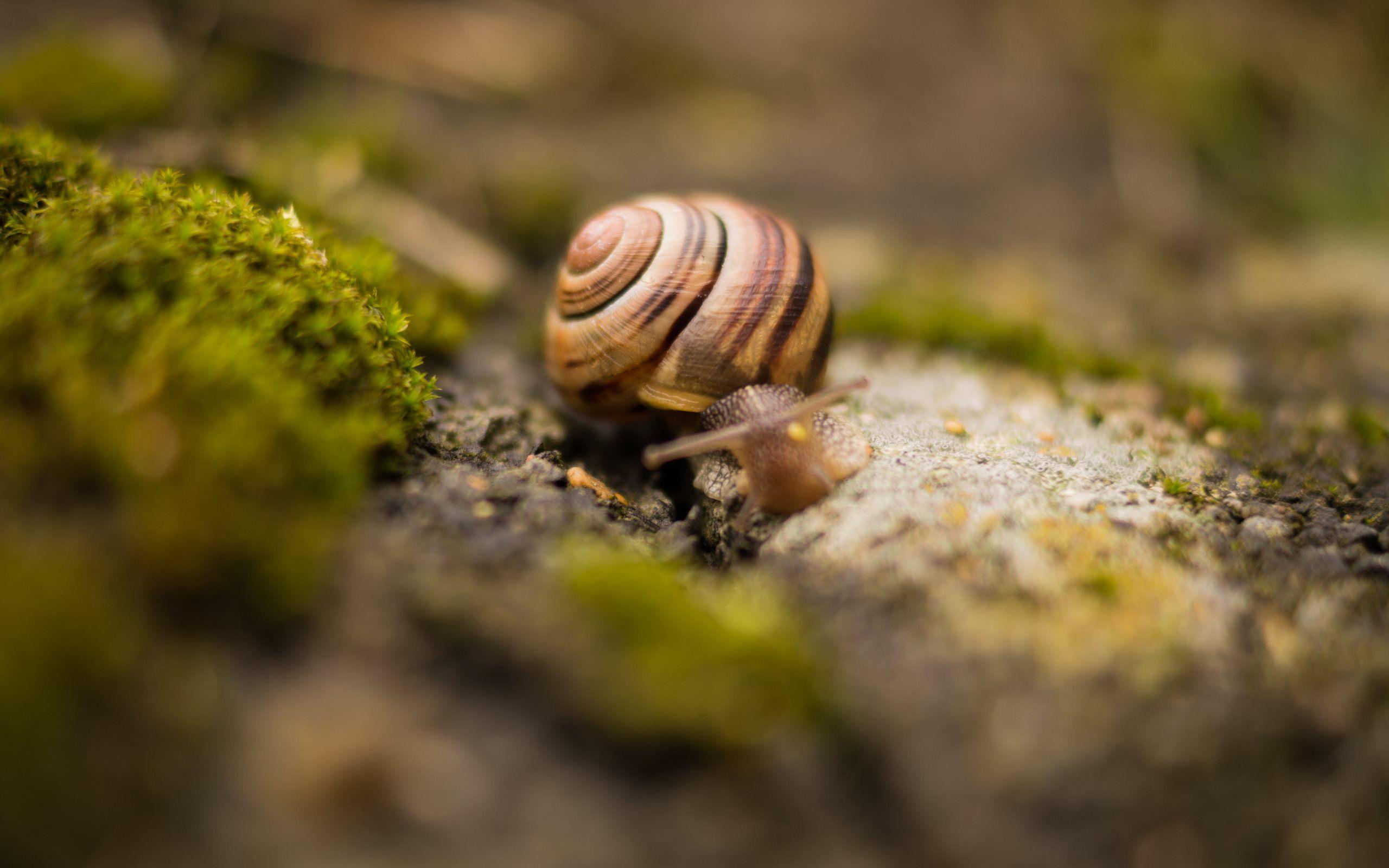 4K Snails Wallpapers High Quality