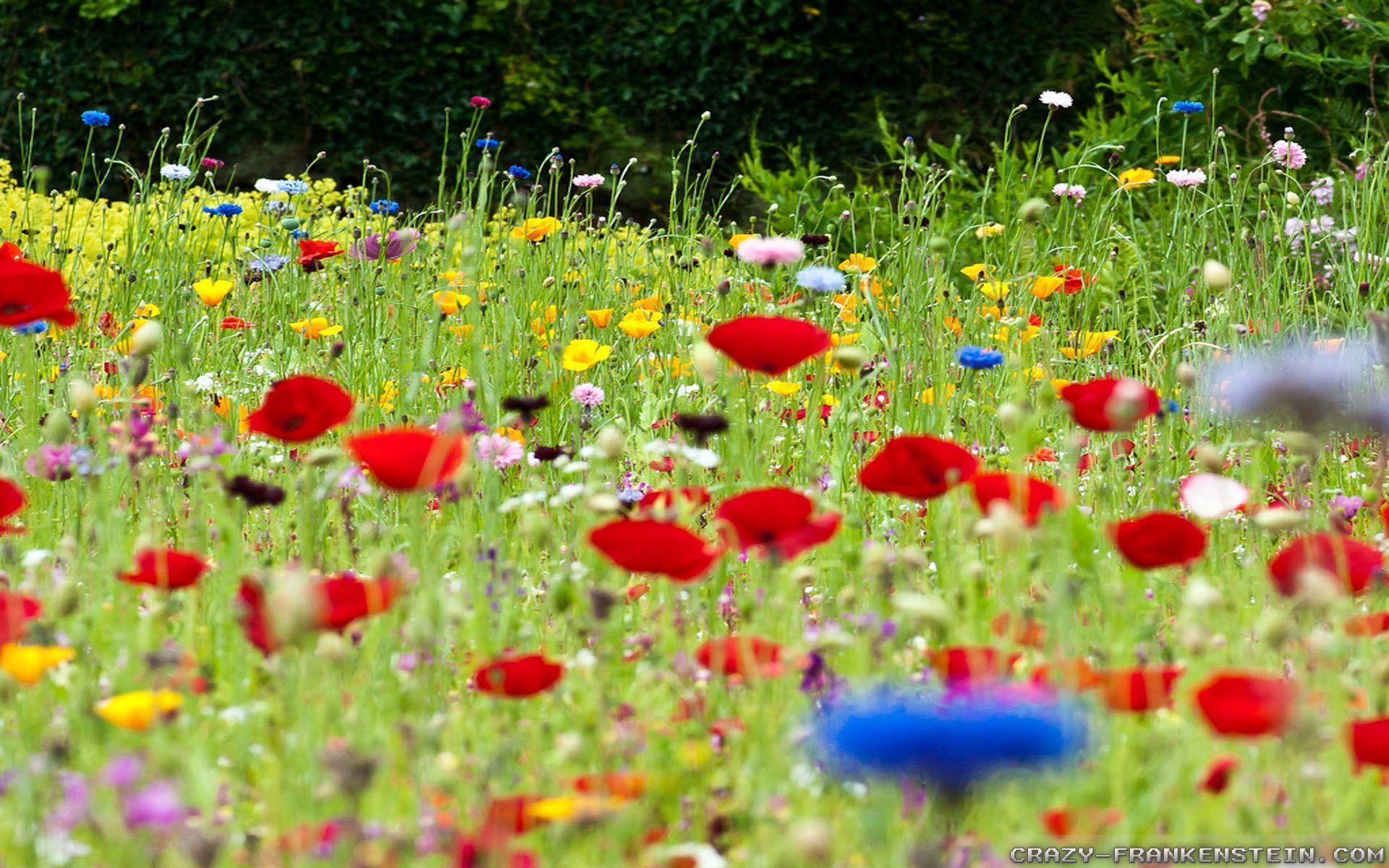 Flower Meadow wallpapers