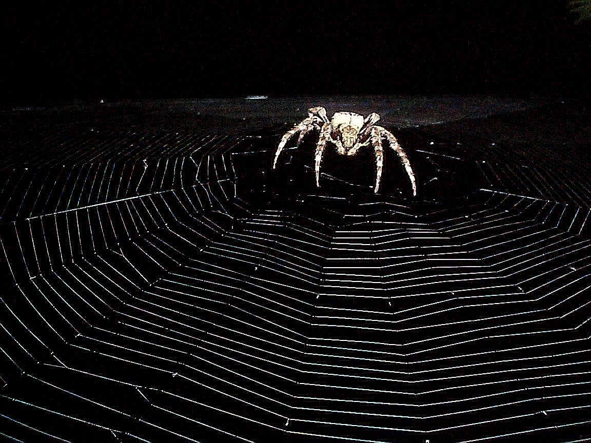 Spider Wallpapers