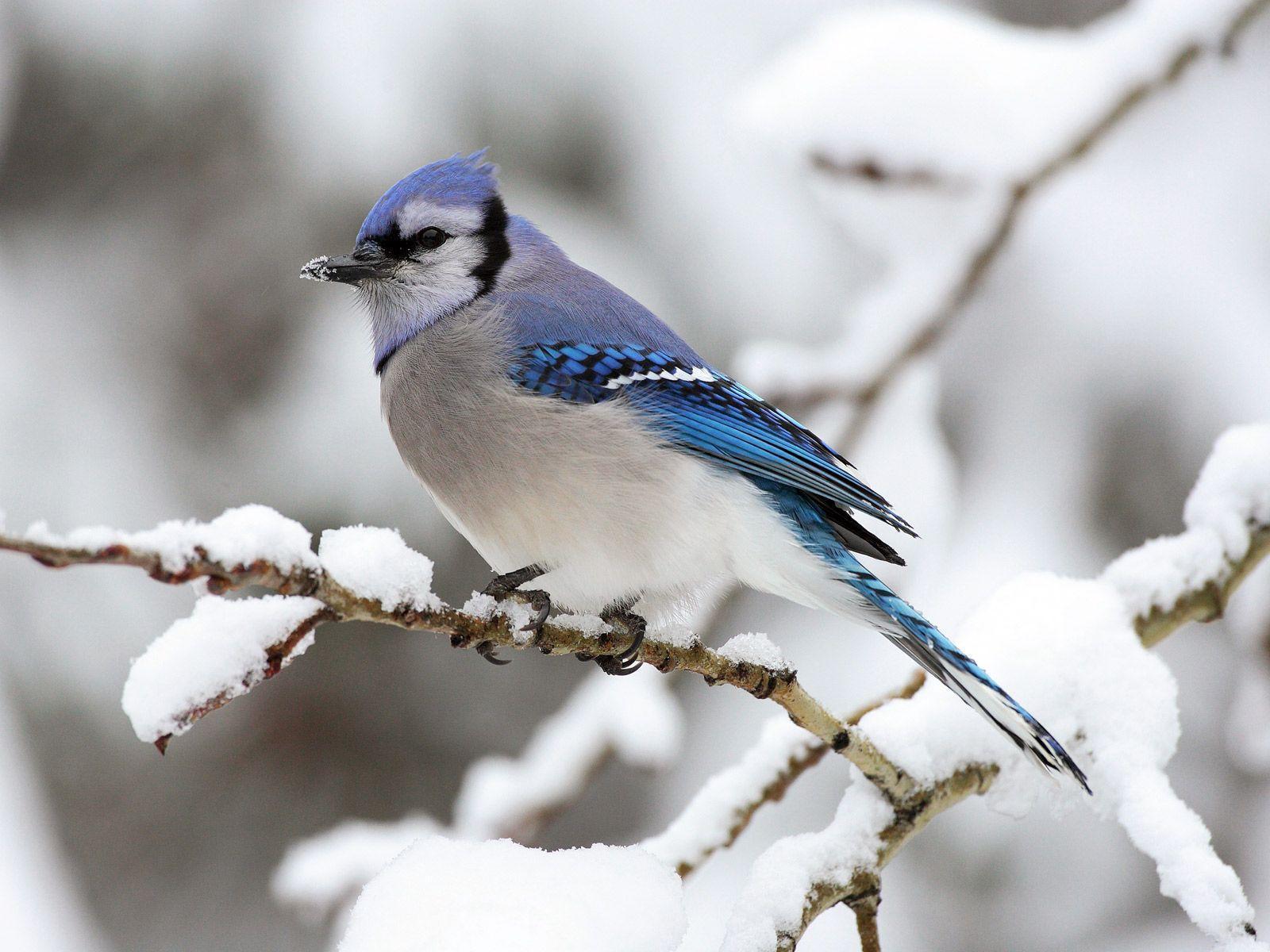 Blue Jay