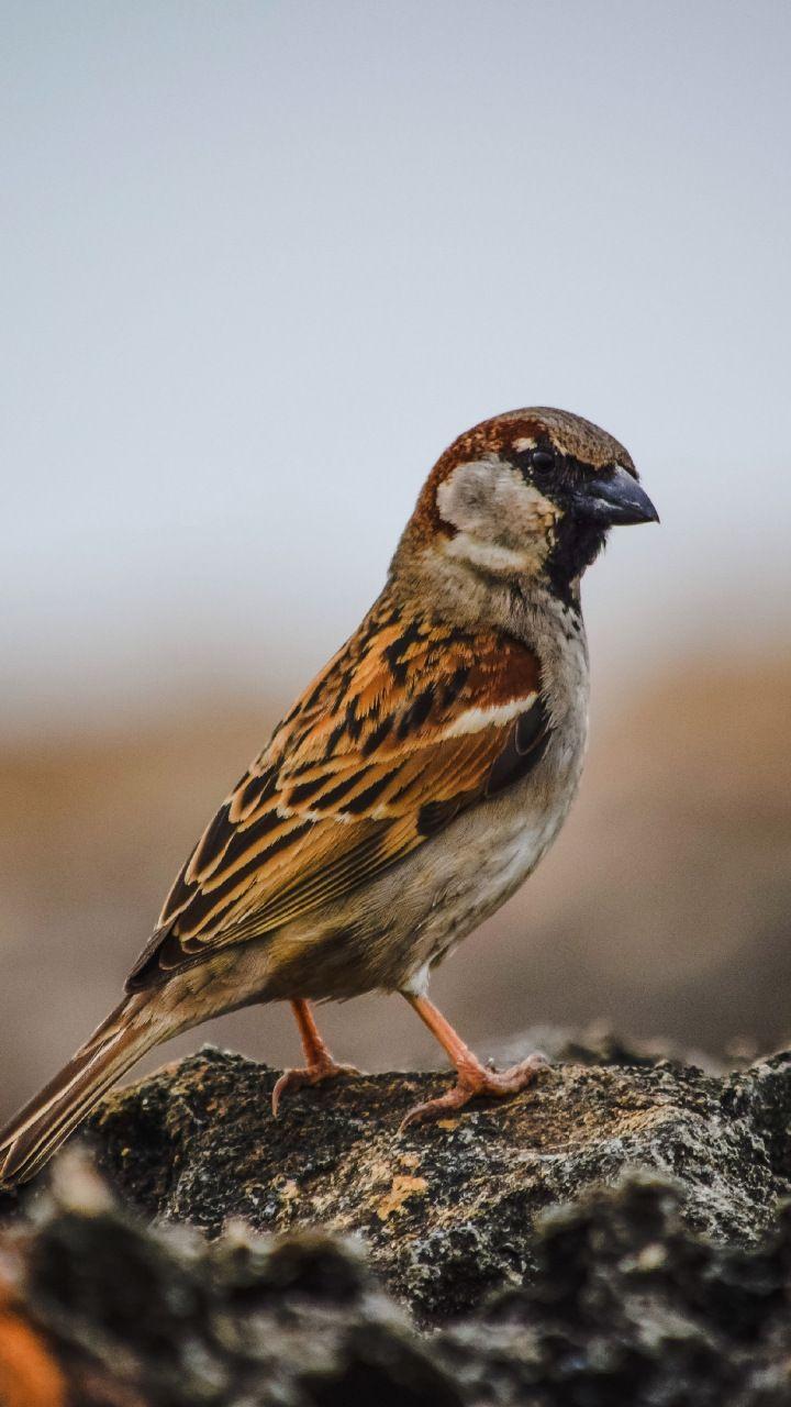 Sparrow, bird, cute, wallpapers