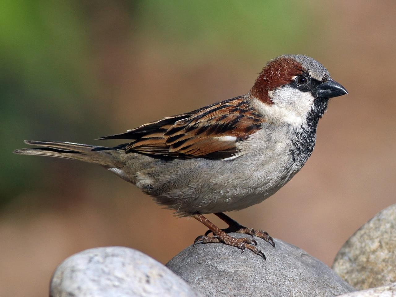 Sparrow Wallpapers 18939