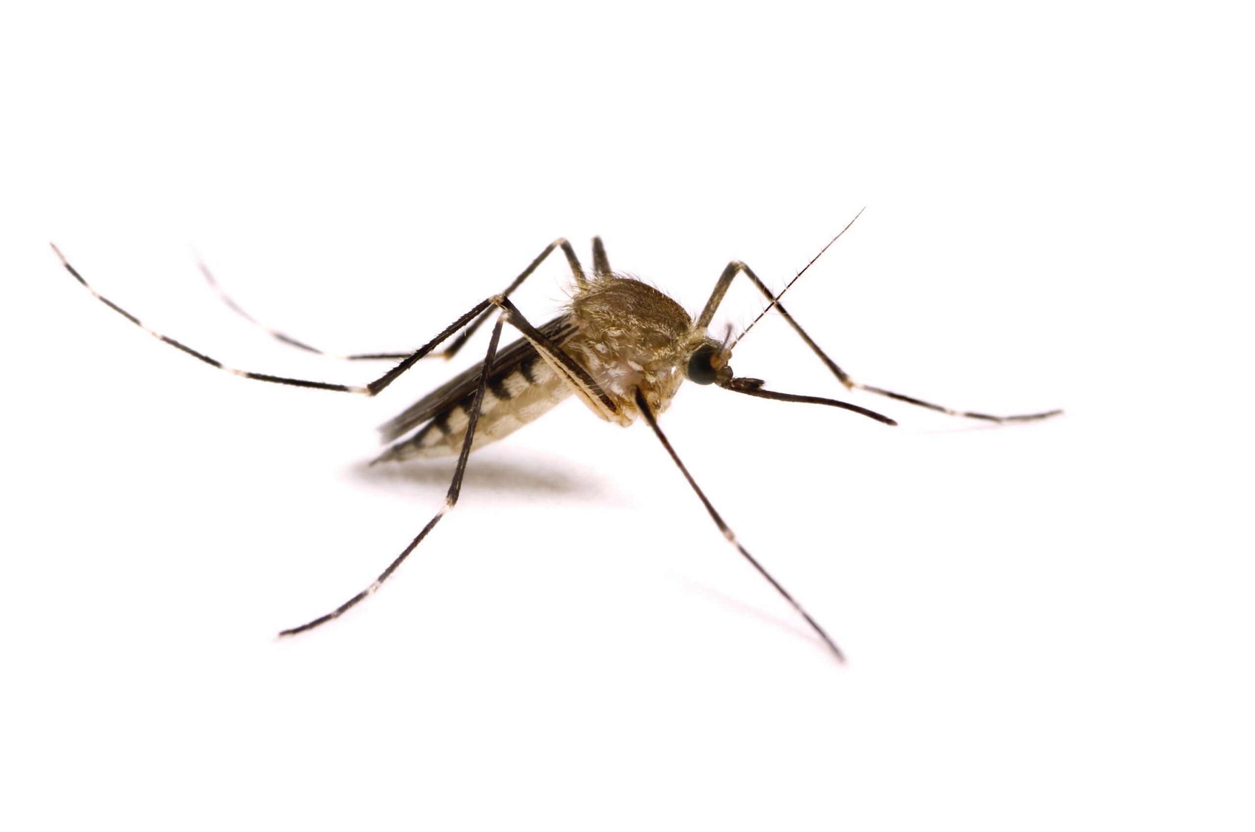 px Best Mosquito wallpapers 32