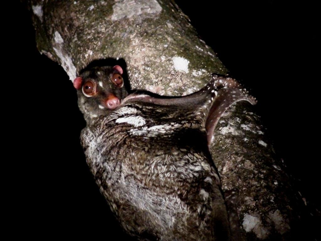 Colugo