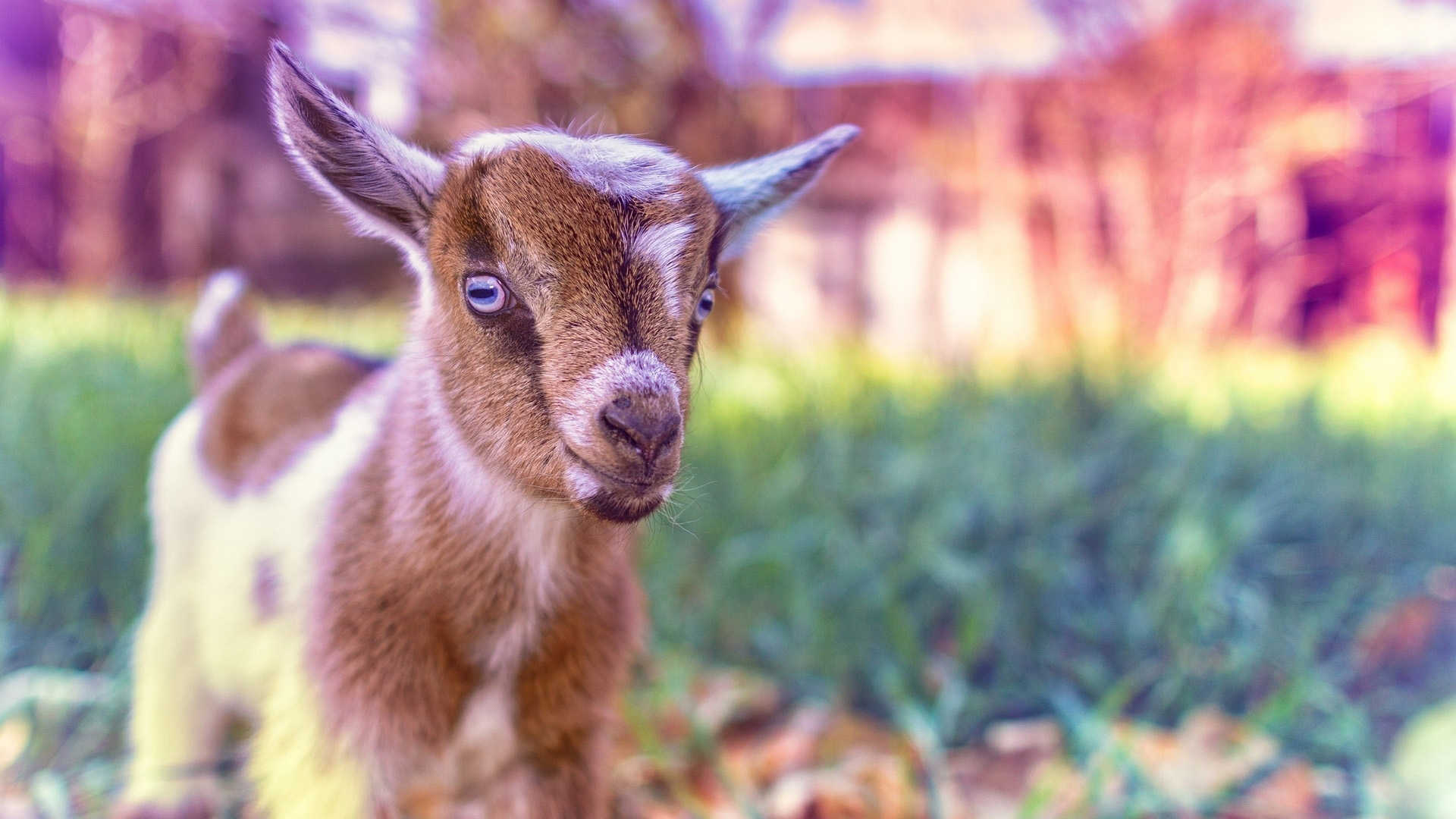 Goats Hd Wallpapers