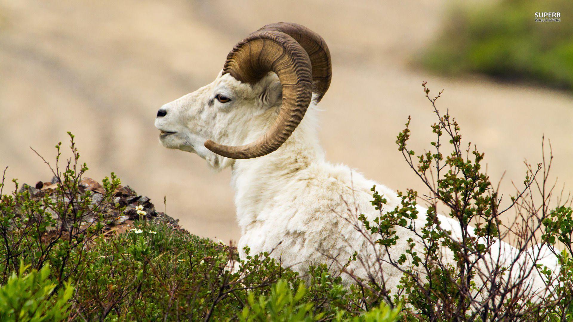 image of ram animals