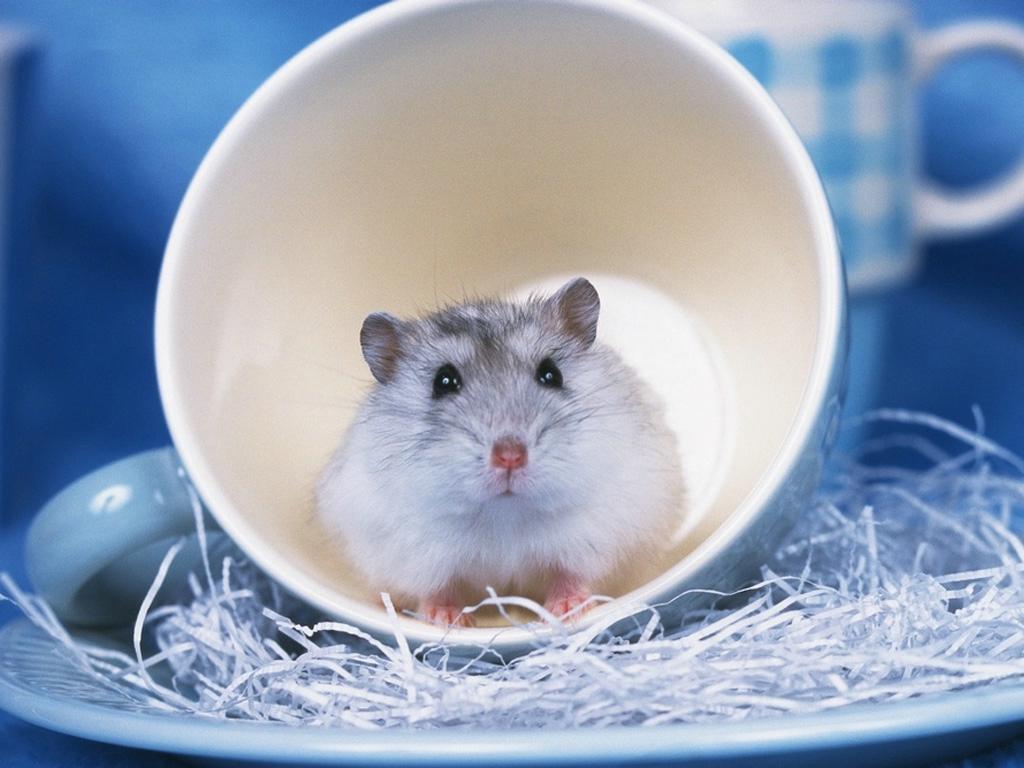 Hamster Wallpapers