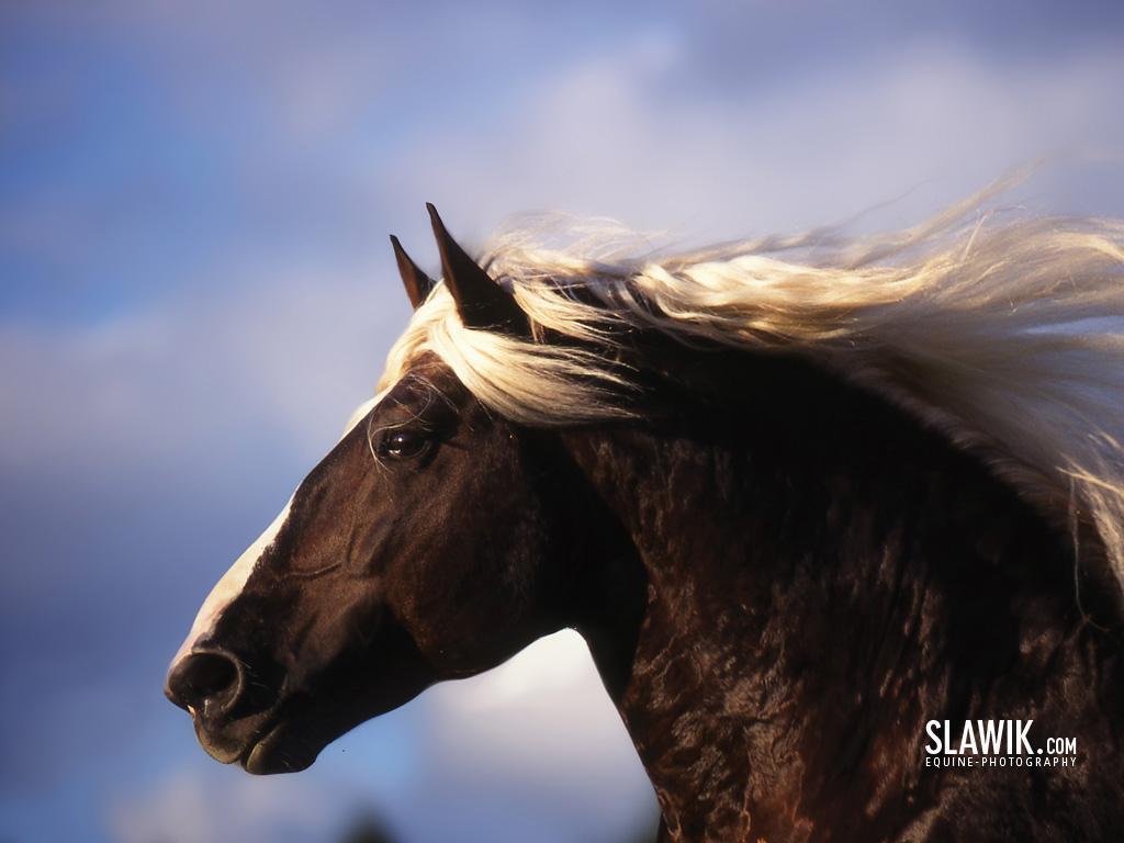 Slawik horse wallpapers