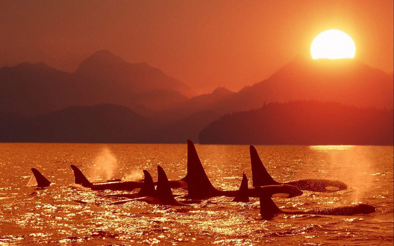 Killer Whales Wallpapers Image & Pictures