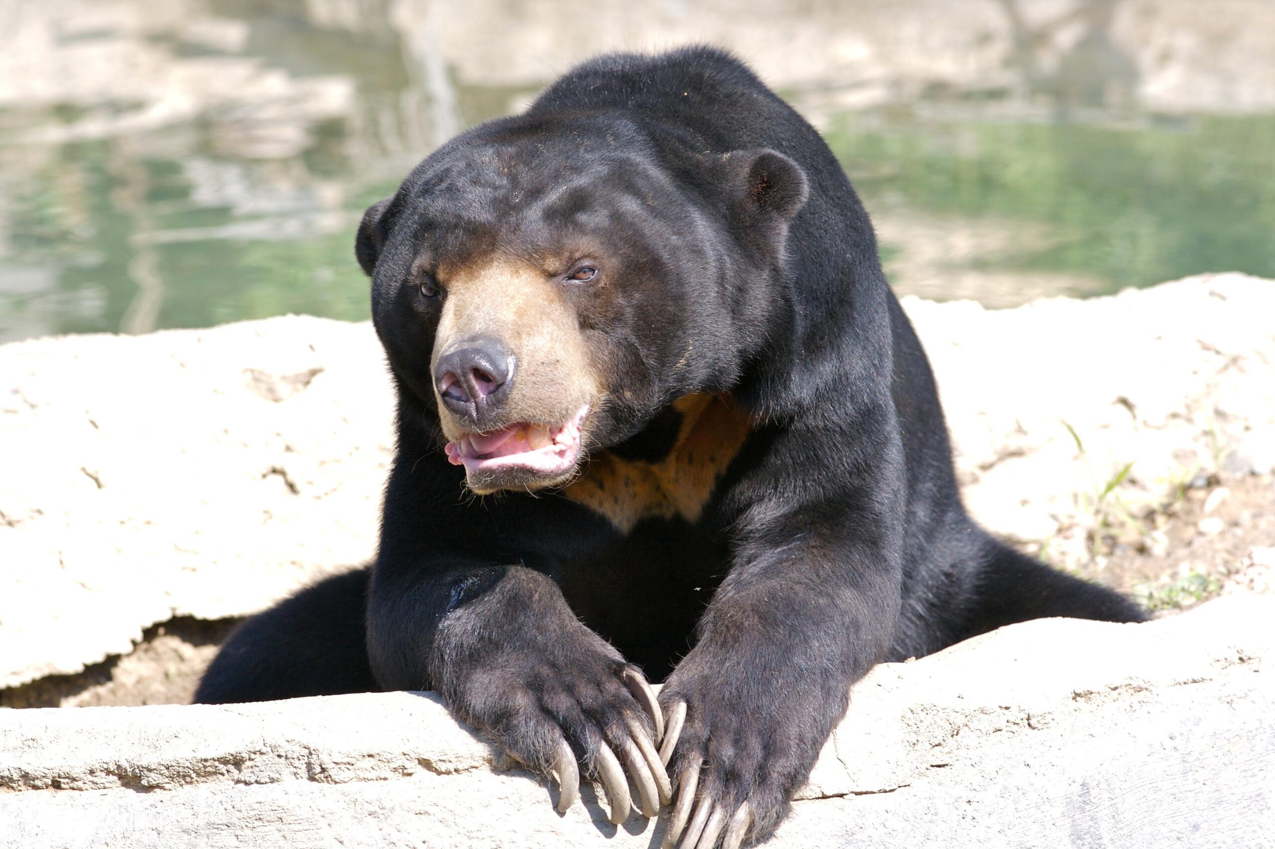 Sun Bear Wallpapers Image Photos Pictures Backgrounds