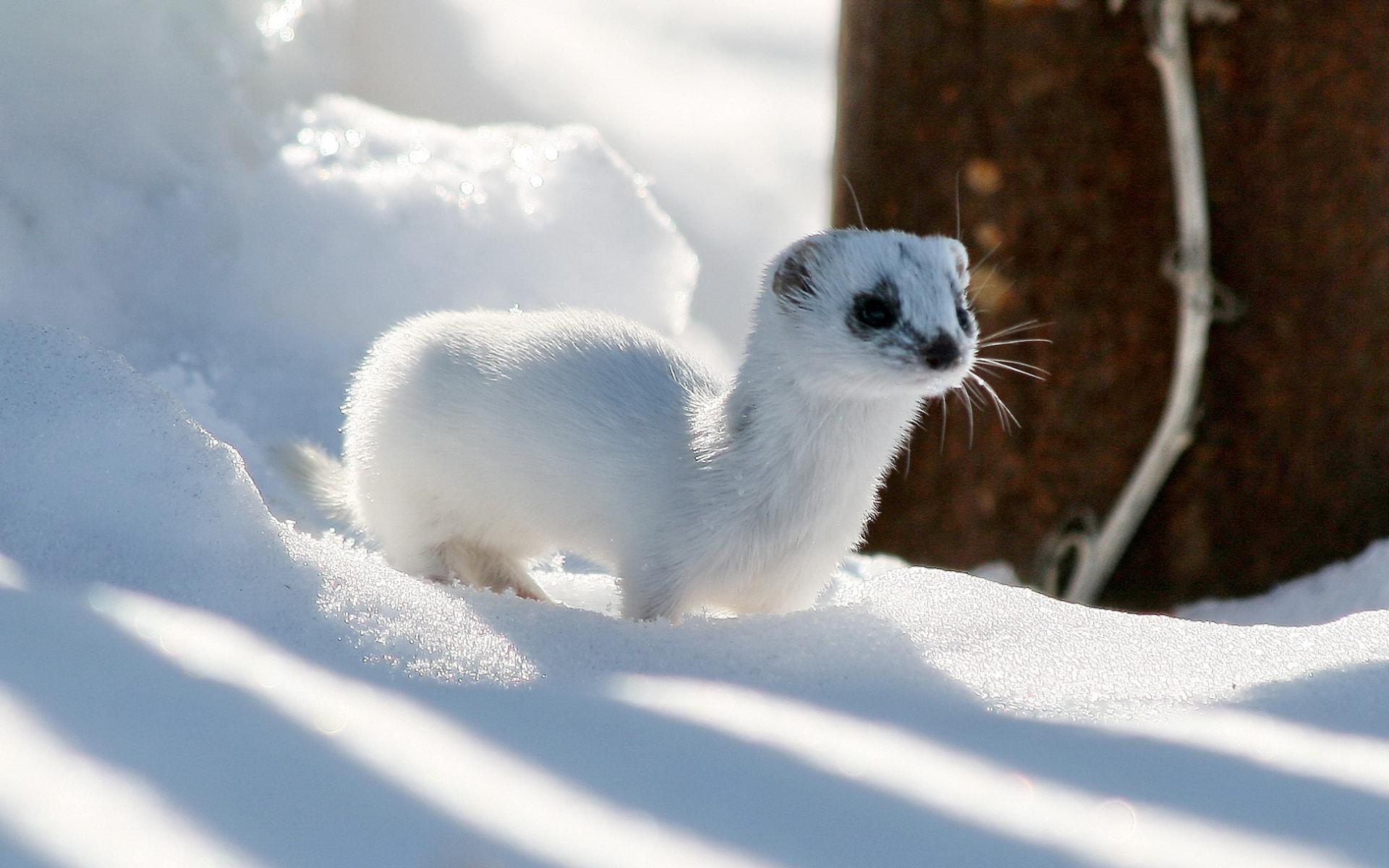 Weasel HD Wallpapers