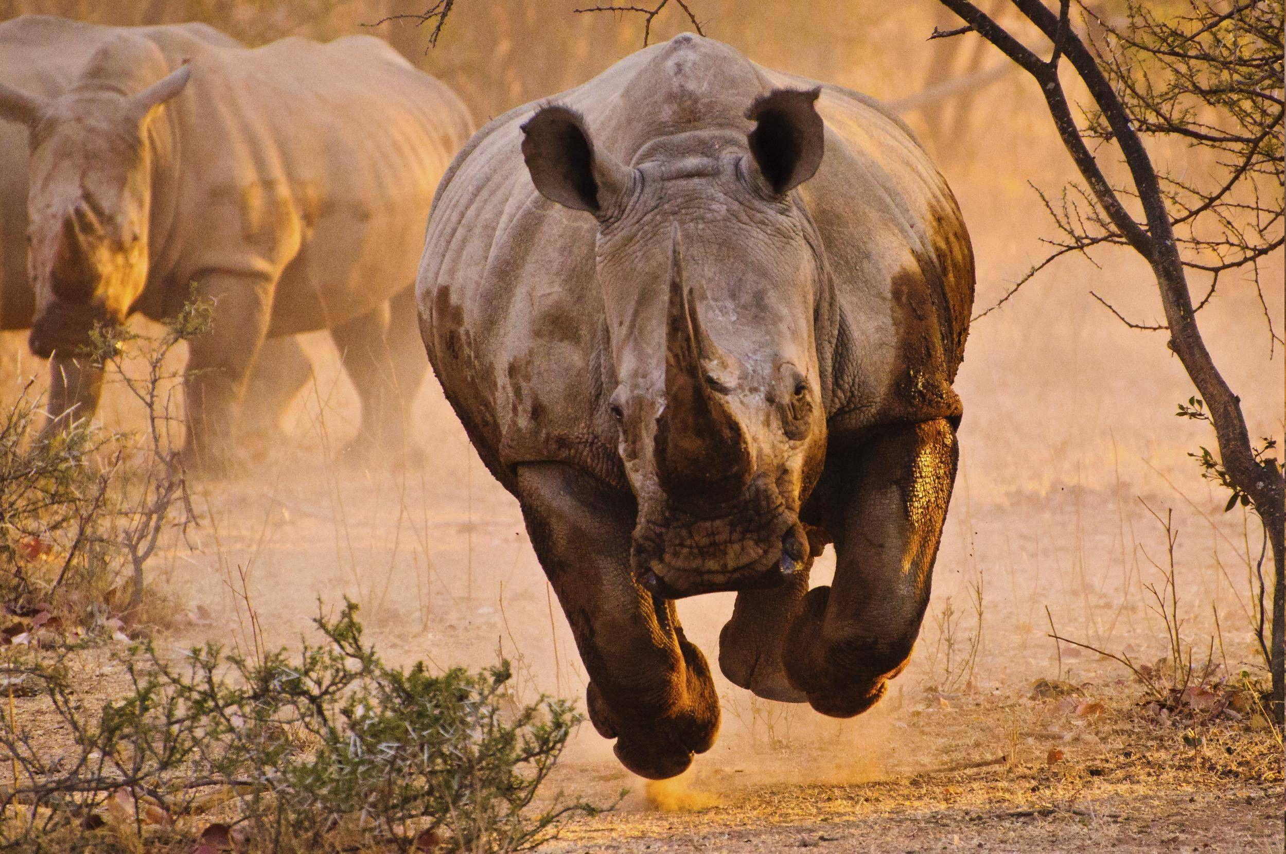 rhino, Nature, Animals Wallpapers HD / Desktop and Mobile