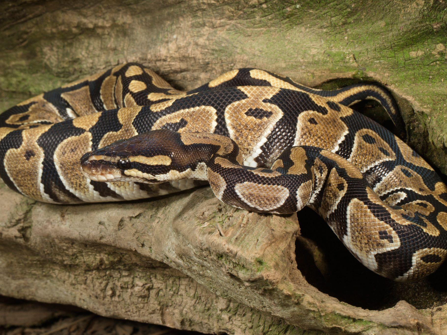 Ball Python Lighting and Heating Needs