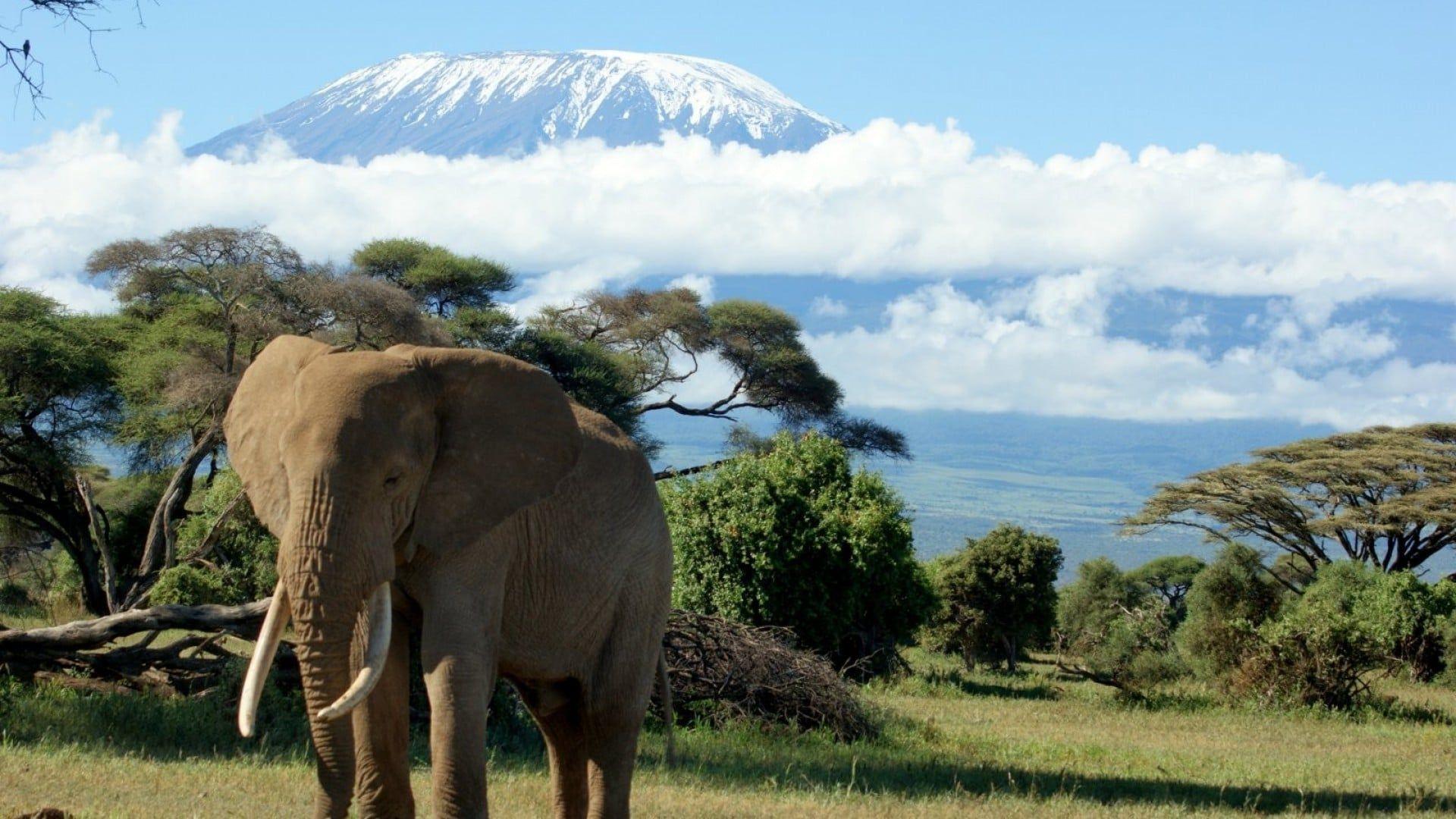 14 Mount Kilimanjaro HD wallpapers