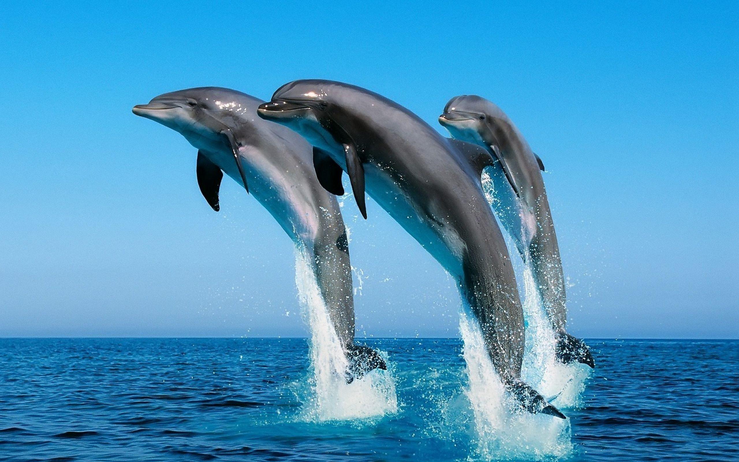 171 Dolphin Wallpapers