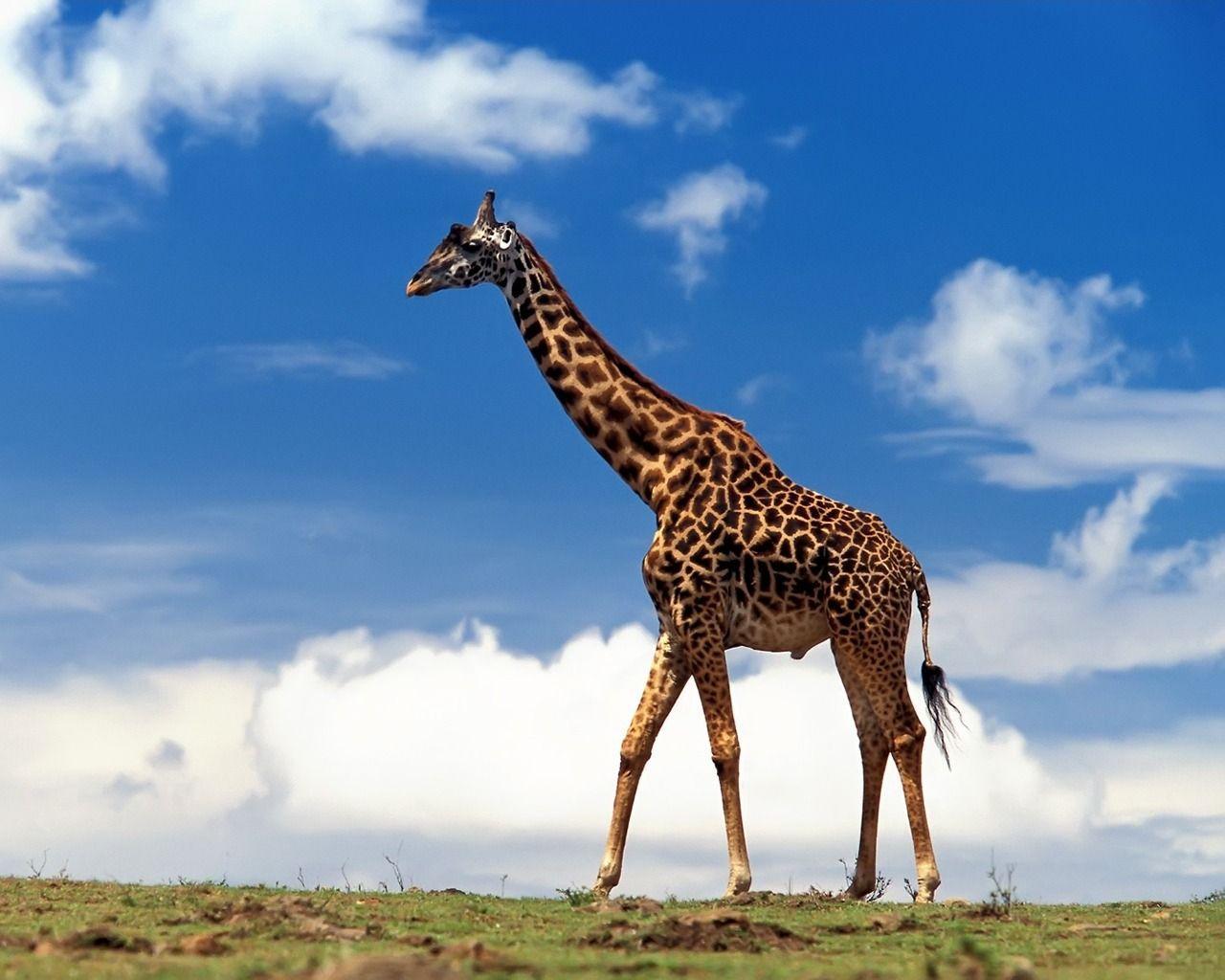 Giraffe Wallpapers Other Animals