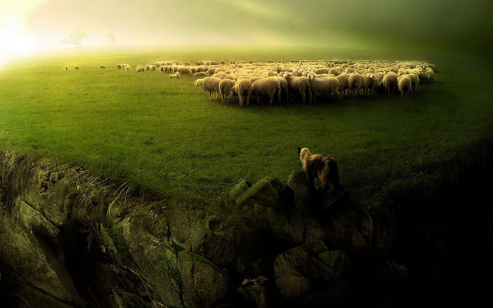 Sheep Wallpapers for Walls Outstanding 20 Fantastic Hd Animal Herd