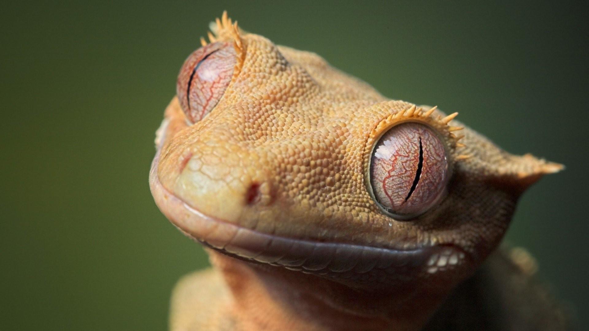 Gecko Wallpapers 23