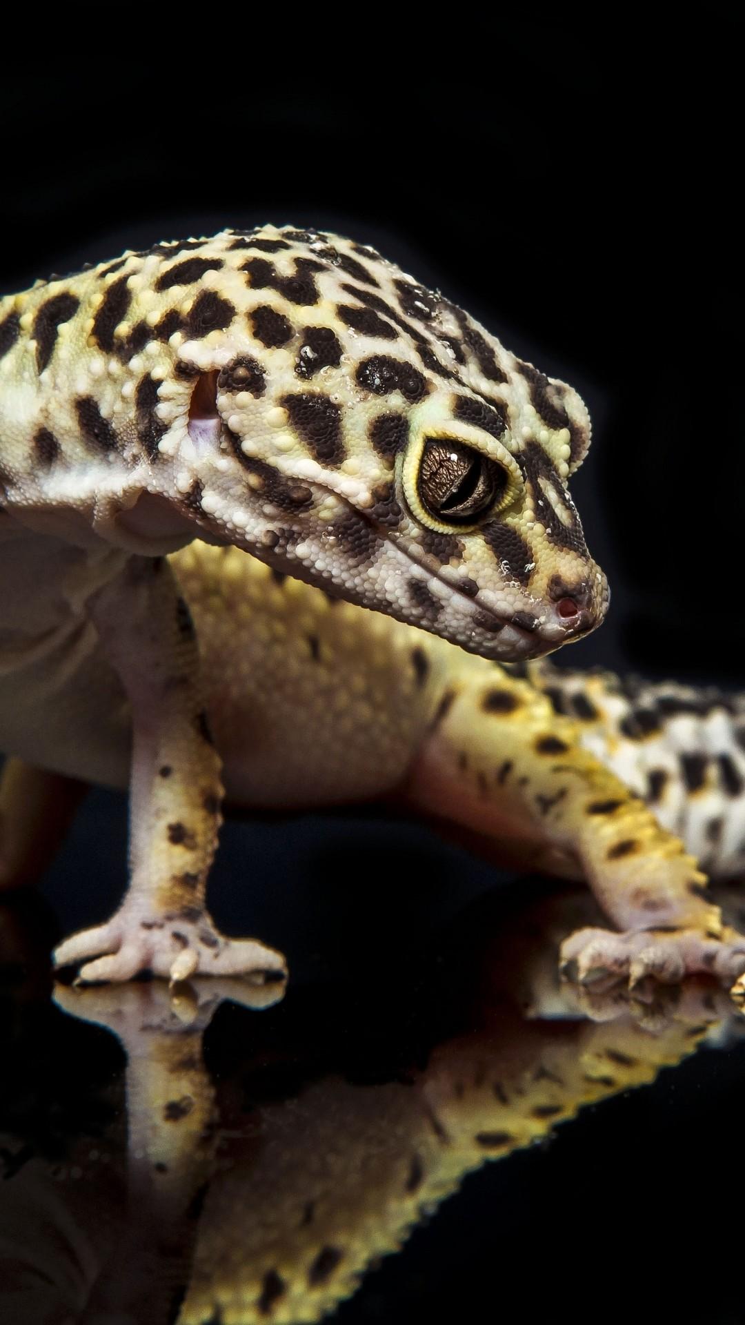 Leopard Gecko Wallpapers