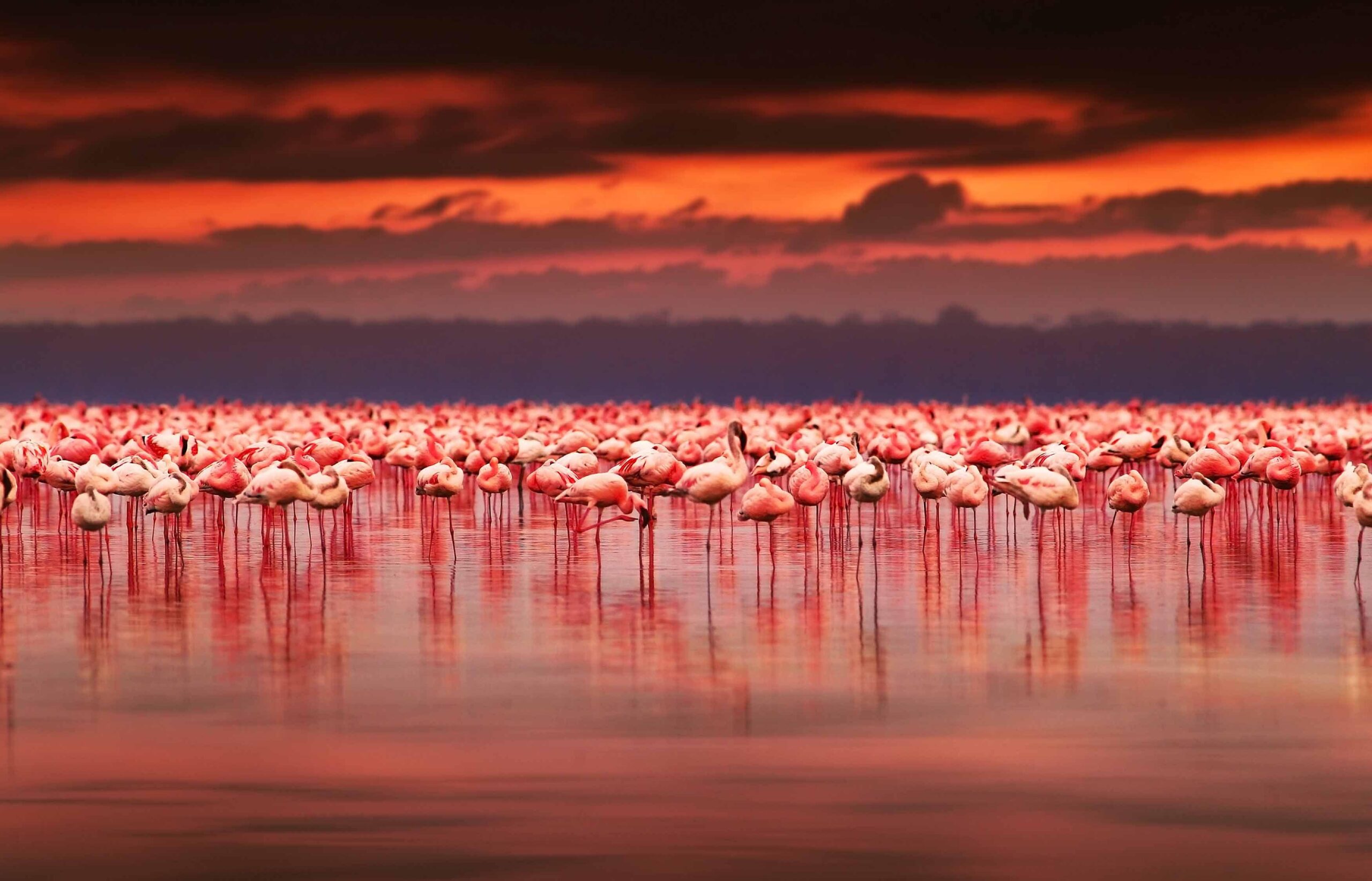 Flamingo sunset at lake Nakuru, Kenya