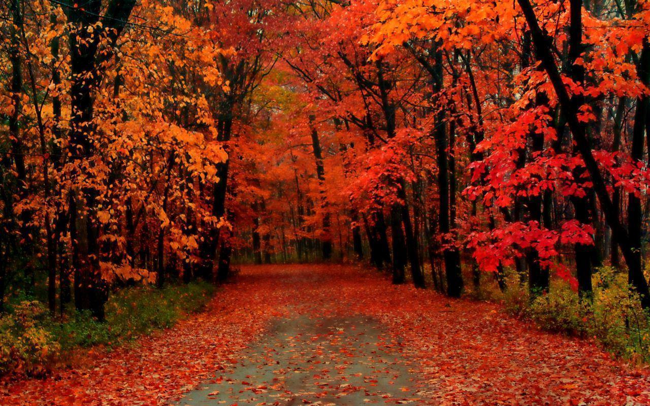 Greenfield Park, West Allis, Wisconsin in the Autumn widescreen