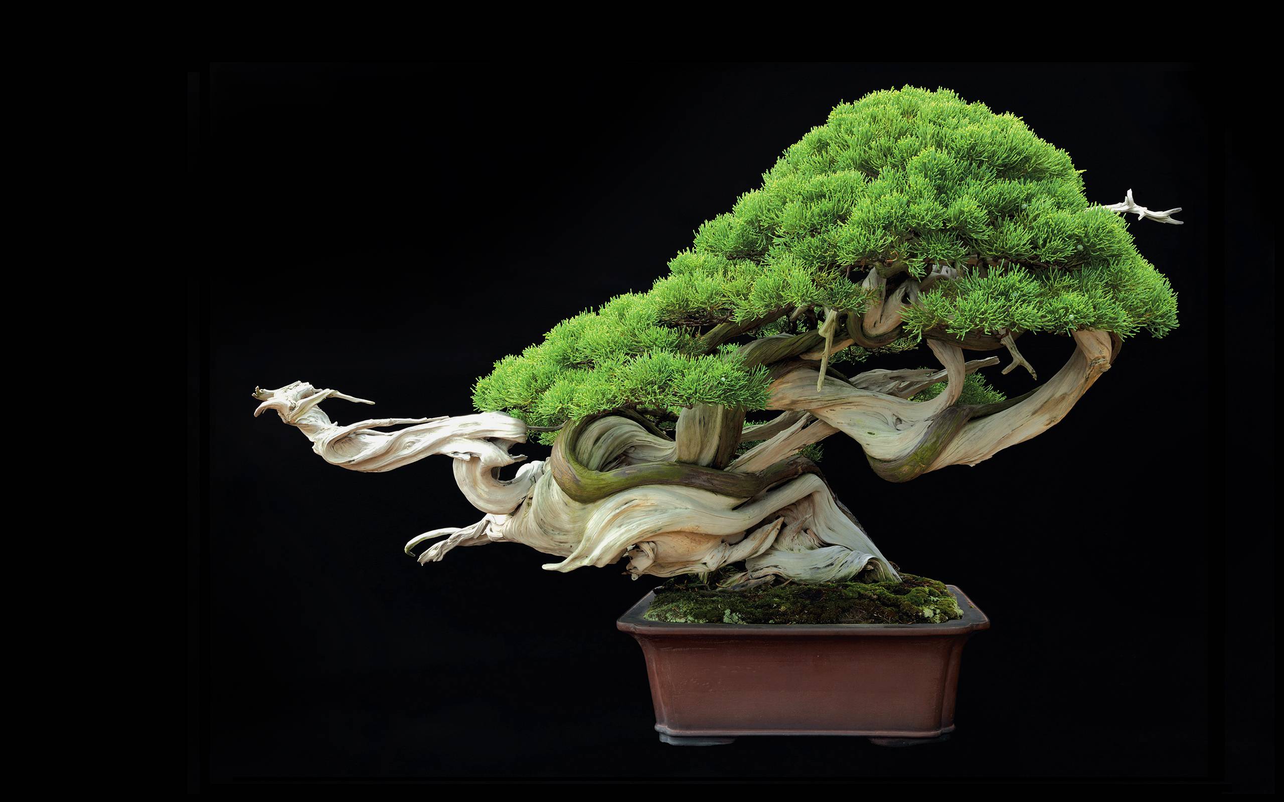 Tree Bonsai Tree leaves g wallpapers