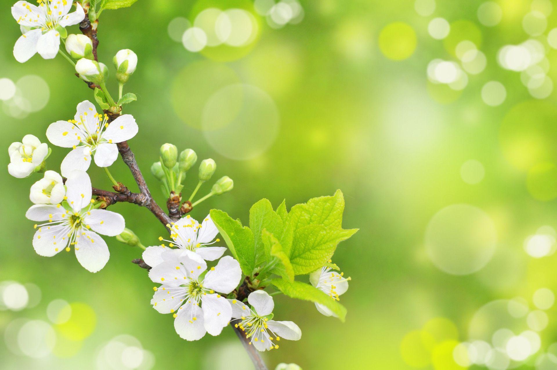 Category: Spring Wallpapers