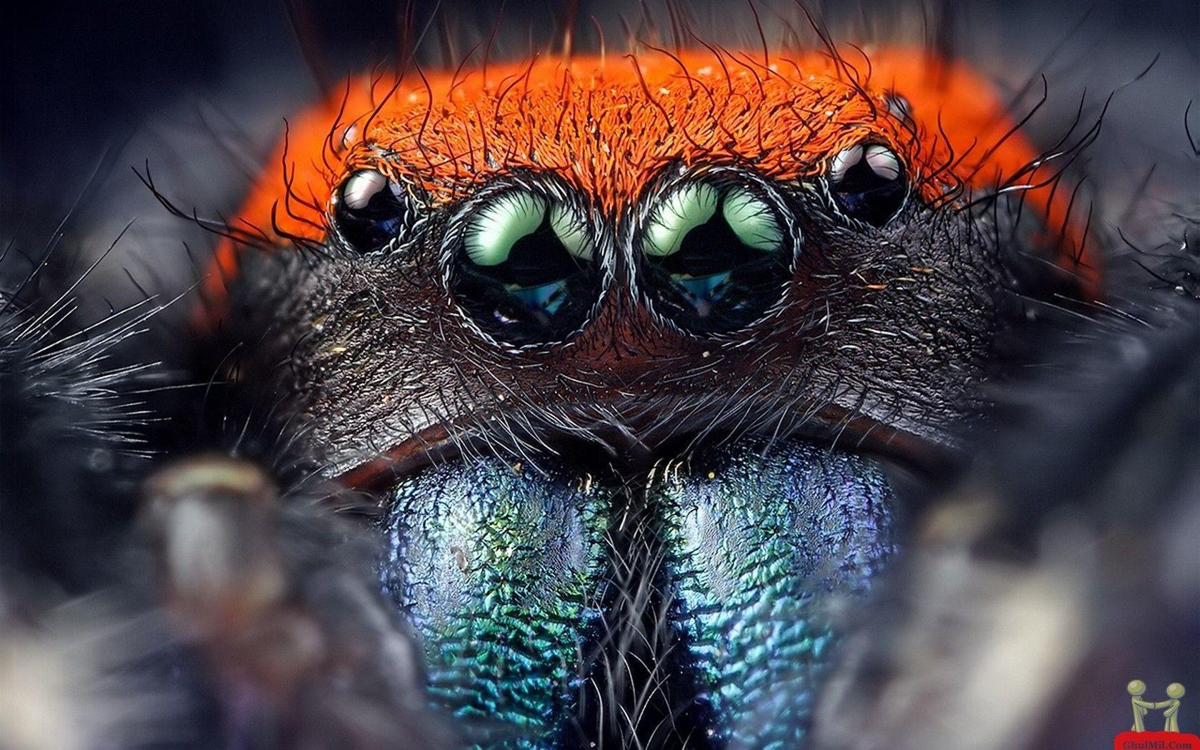 Natural Spider 8 Eyes HD Wallpapers