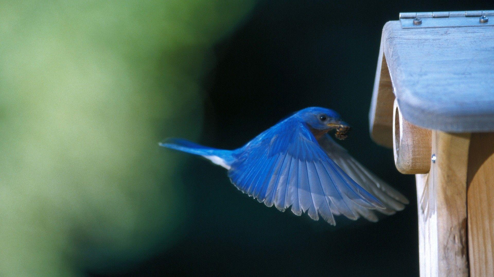 Eastern Bluebird Wallpapers