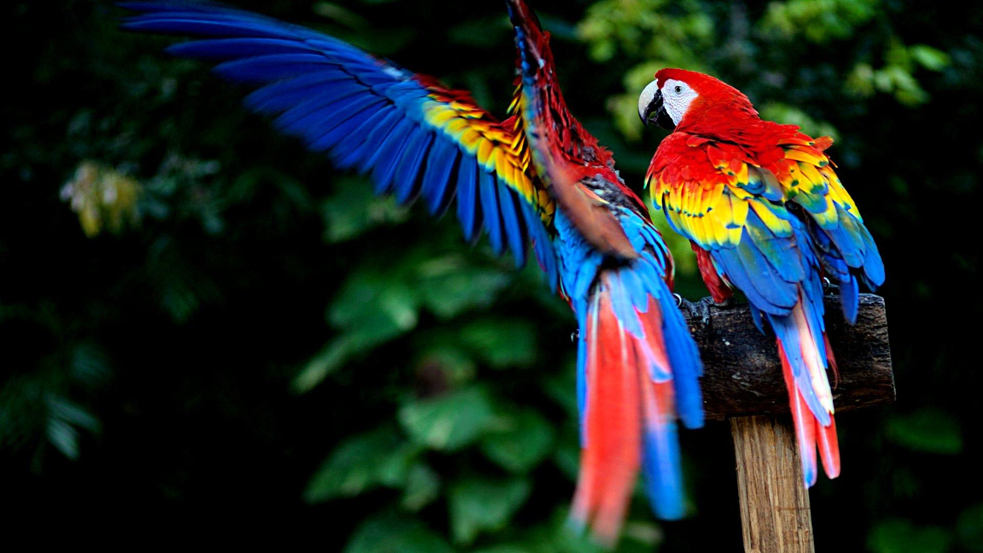 Scarlet Macaw HD Wallpapers