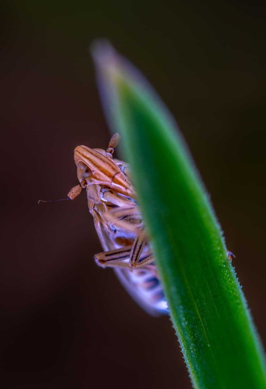 Leafhopper 1080P, 2K, 4K, 5K HD wallpapers free download