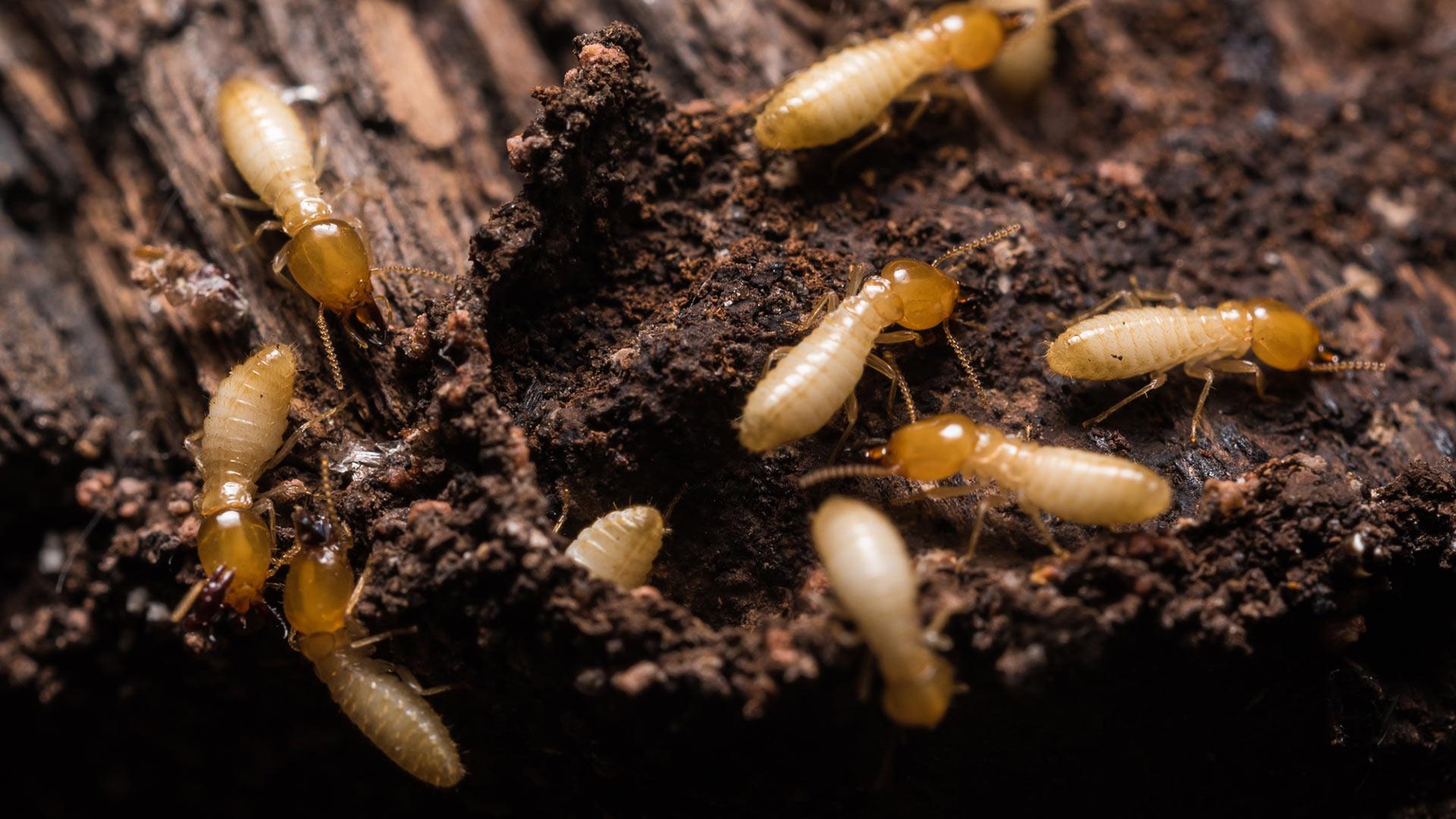 20% of NJ Homeowners Will Have Termites this Year