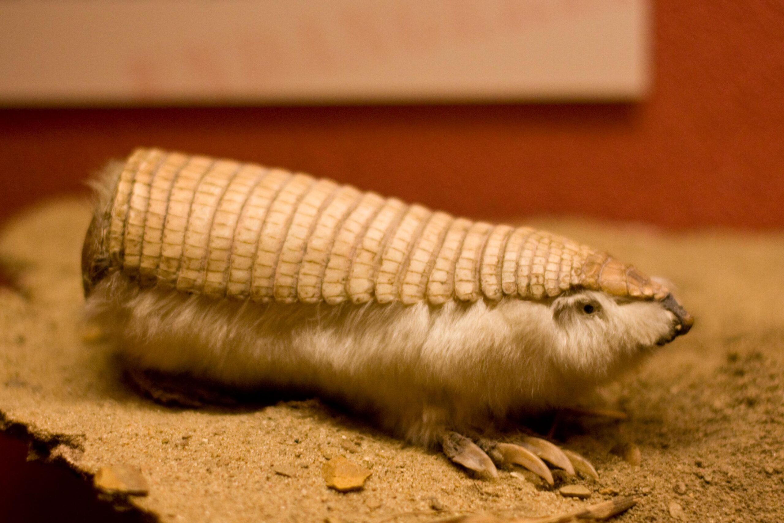 5 Armadillo HD Wallpapers