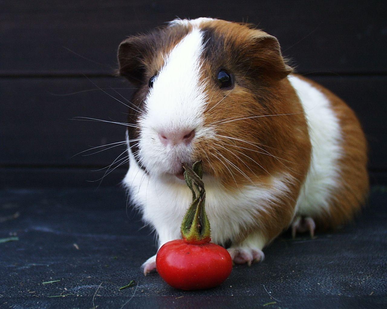 Christmas Guinea Pig Wallpapers