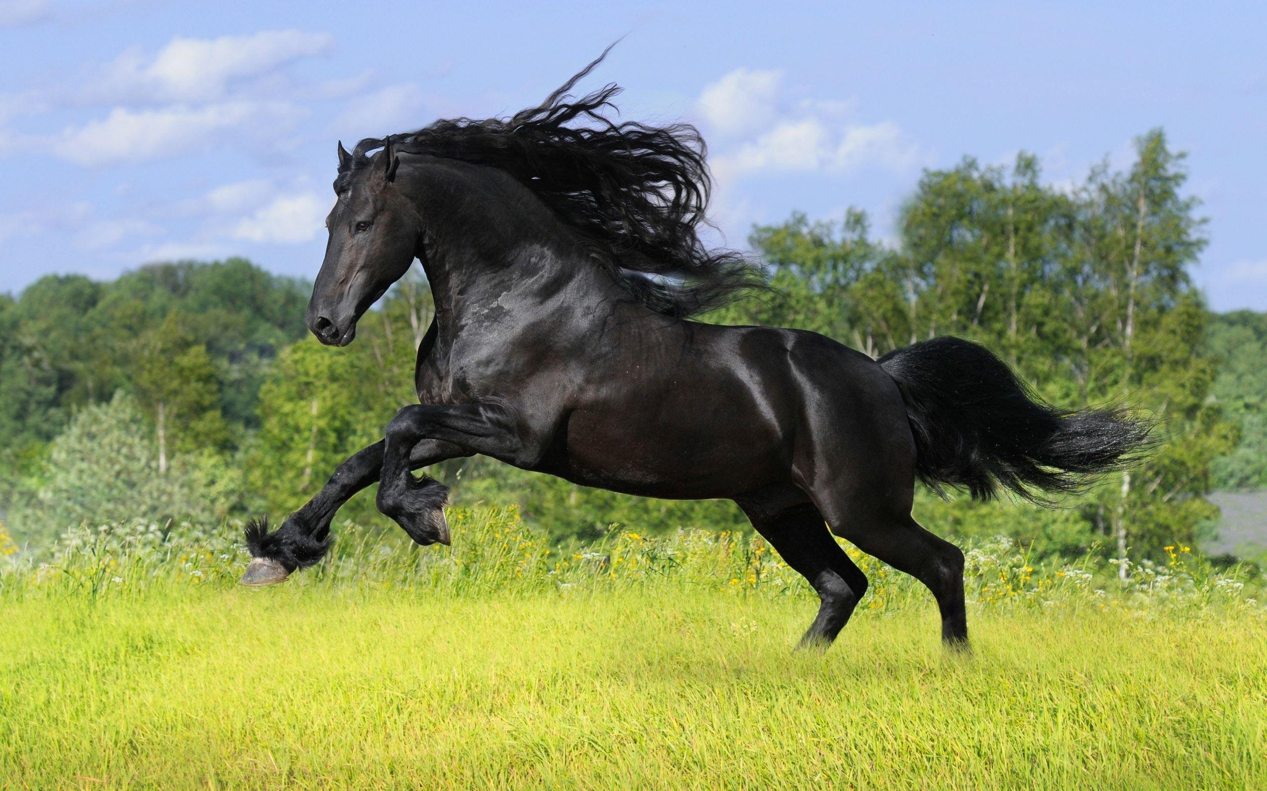 Horse Computer Wallpapers, Desktop Backgrounds Id: 343460