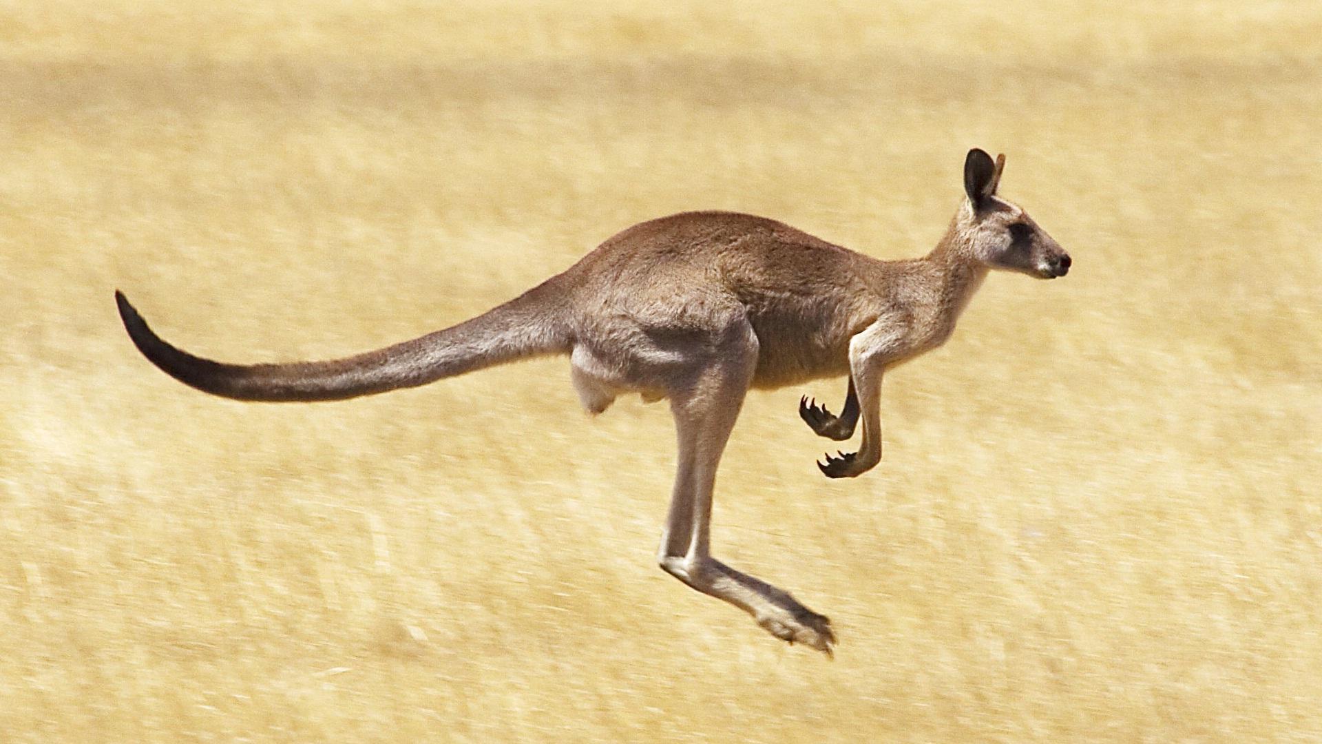 43+] Kangaroo Backgrounds